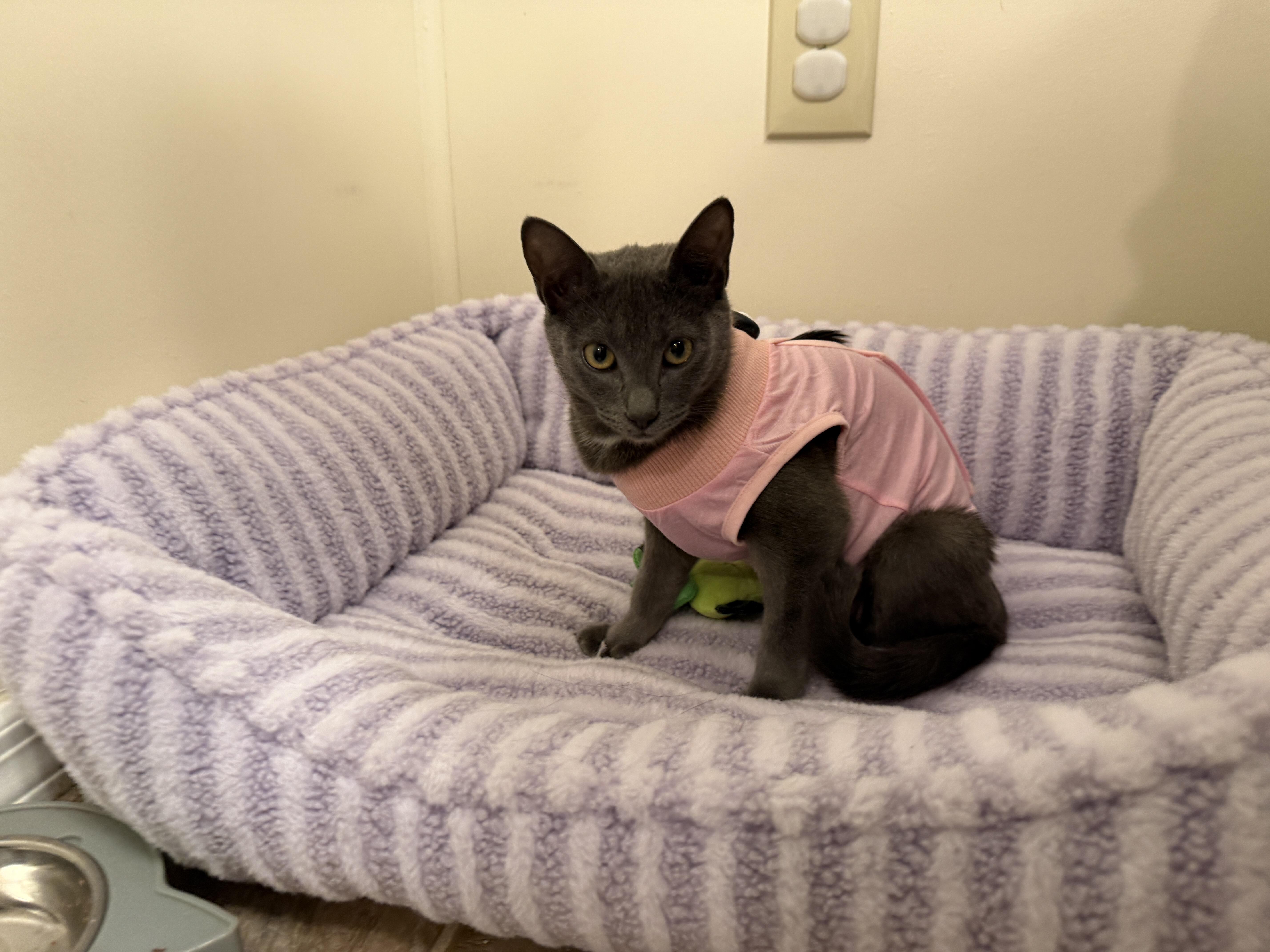 A baby small-sized female Gray / Blue / Silver Domestic Short Hair cat named Natalie for adoption in New Haven, CT