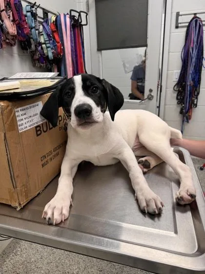 A baby medium-sized male White / Cream Mixed Breed dog named Clancy for adoption in Kansas City, MO