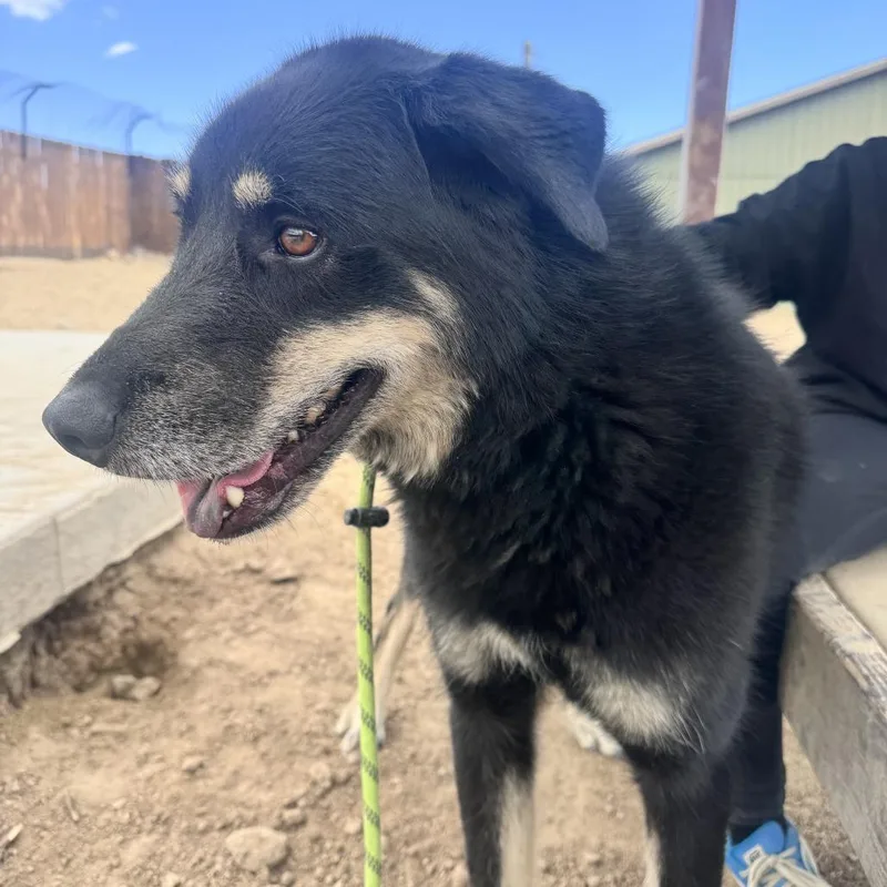 An adult large-sized male Husky dog named Kai for adoption in Stagecoach, NV