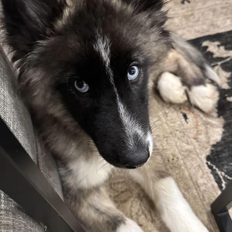 A baby medium-sized male Tricolor (Brown, Black, & White) Siberian Husky dog named Mbappe for adoption in Richmond, VA