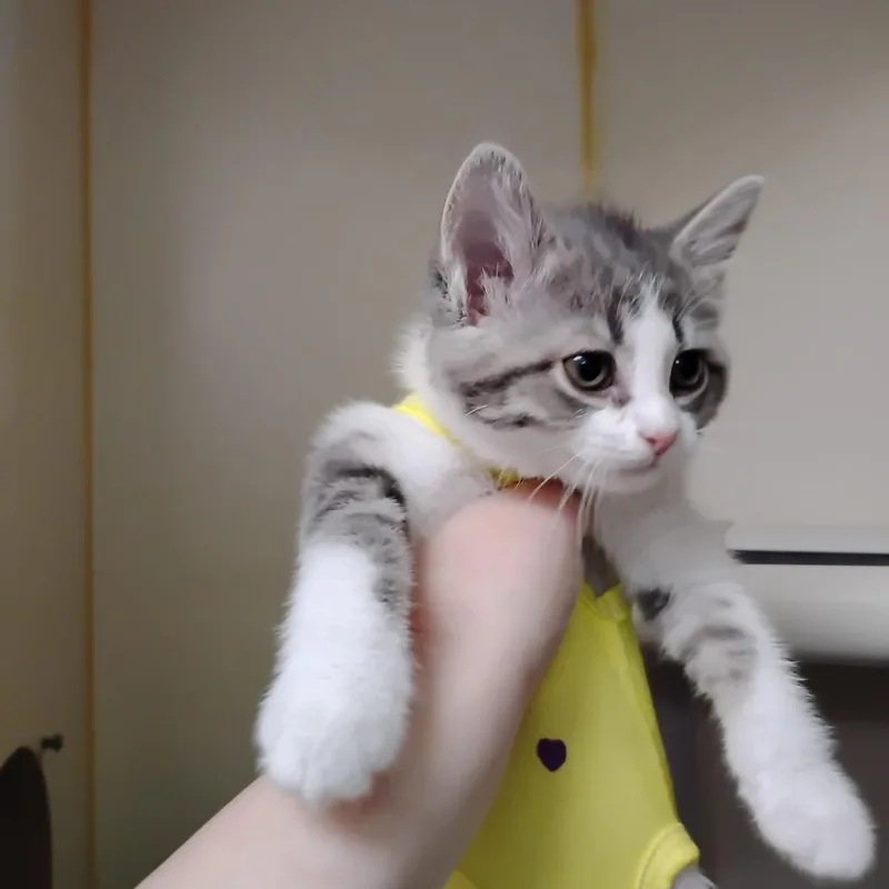 A baby small-sized female Gray / Blue / Silver Domestic Short Hair cat named Misty for adoption in Wilmington, DE
