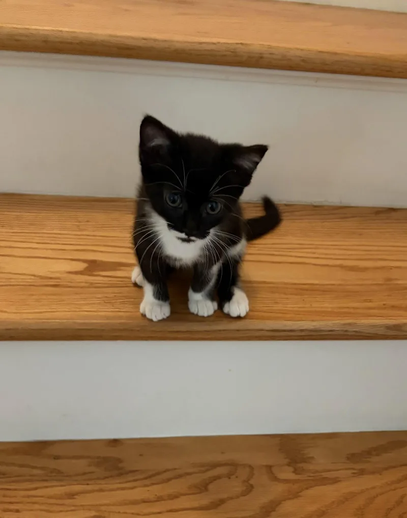 A young medium-sized female Black & White / Tuxedo Domestic Short Hair cat named Stormie for adoption in Seal Beach, CA