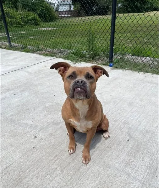 An adult medium-sized female Red / Chestnut / Orange Boxer dog named Bucket for adoption in Lincoln Park, MI