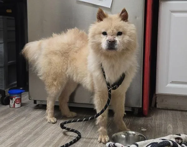 An adult medium-sized female Chow Chow dog named Maumau for adoption in Oceanside, CA