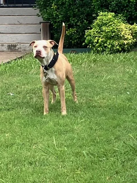 An adult medium-sized male Mixed Breed dog named Ford for adoption in Dallas, TX