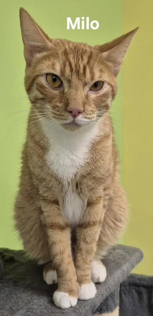 A young medium-sized male Domestic Short Hair cat named Milo for adoption in Kendallville, IN