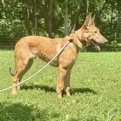A baby medium-sized male Yellow / Tan / Blond / Fawn Belgian Shepherd / Malinois dog named Ace for adoption in Phoenixville, PA
