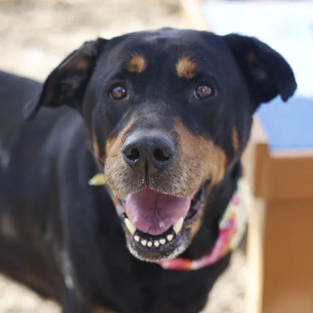 A senior large-sized female Rottweiler dog named Calliope for adoption in San Antonio, TX