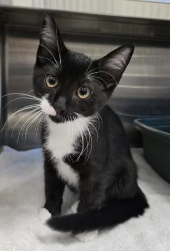 A baby small-sized male Domestic Medium Hair cat named Baby for adoption in Webster, MA
