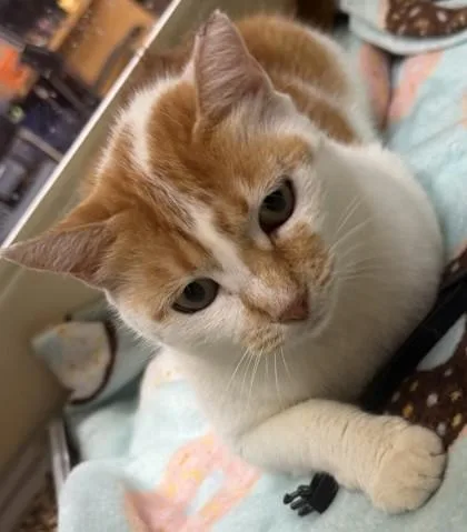 An adult large-sized female Domestic Medium Hair cat named Carve for adoption in Chamblee, GA