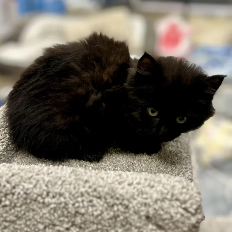 A baby small-sized male Black Domestic Medium Hair cat named Fig for adoption in Fishers, IN