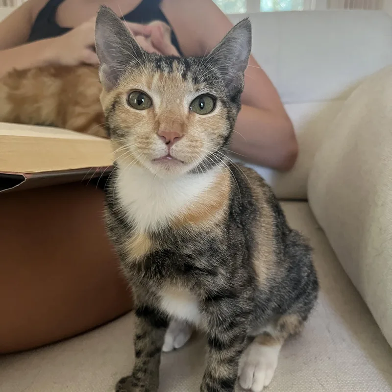 A baby medium-sized female Dilute Calico cat named Dottie for adoption in Satsuma, AL