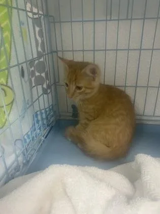 A young medium-sized male Domestic Short Hair cat named Sunny for adoption in Gainesville, FL