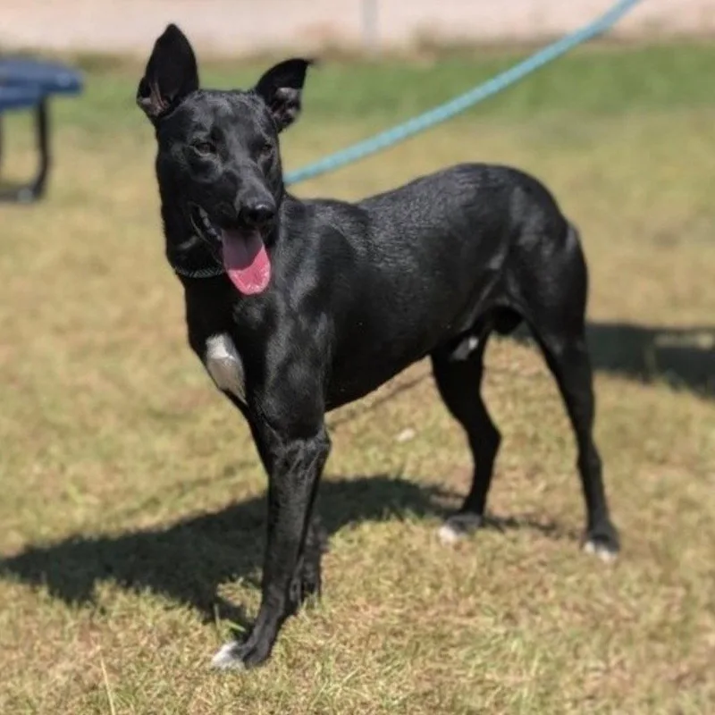 A young medium-sized male Australian Kelpie dog named Apollo for adoption in Bloomfield, CT