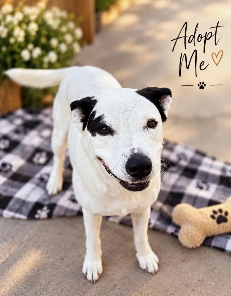 An adult medium-sized female Tricolor (Brown, Black, & White) Mixed Breed dog named Lucy for adoption in Brookshire, TX
