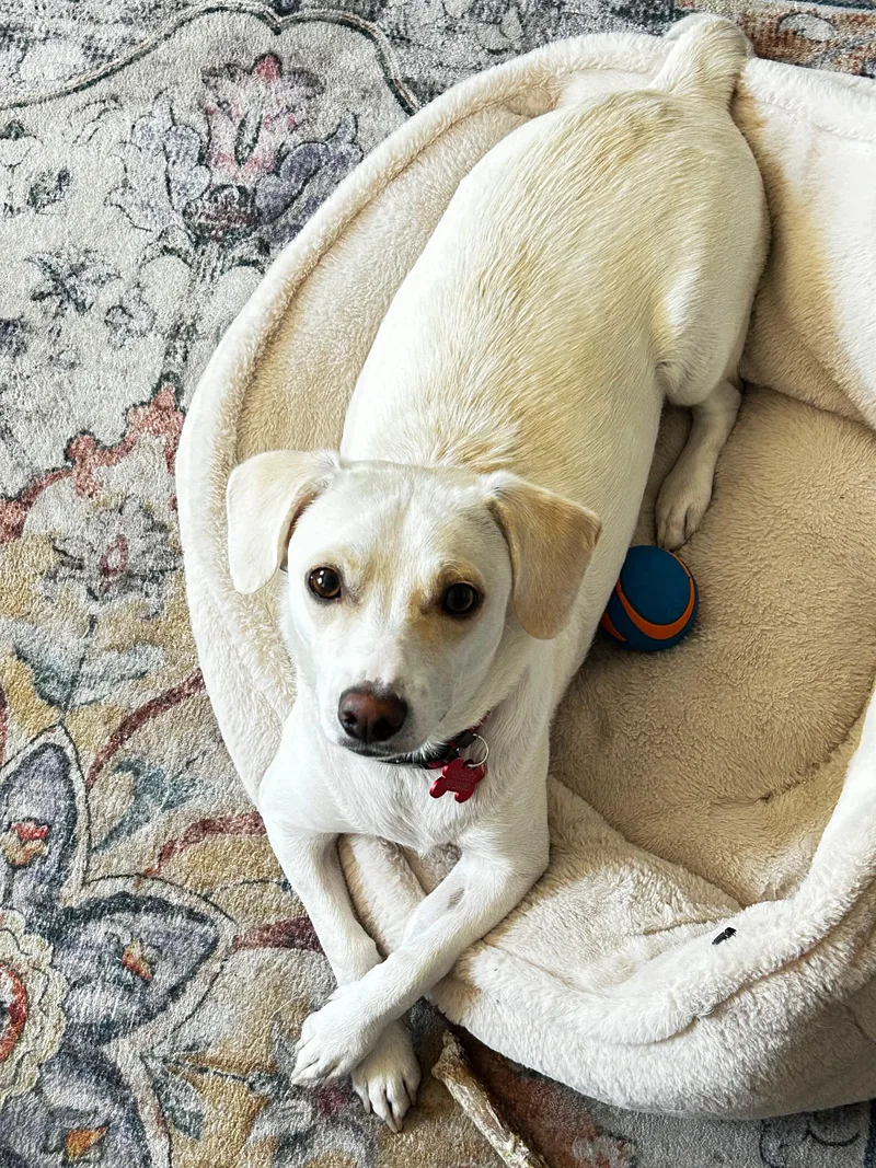 A young small-sized male White / Cream Chihuahua dog named Joey for adoption in Coarsegold, CA
