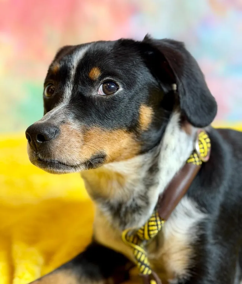 A baby medium-sized female Beagle dog named Whimsy for adoption in Wintersville, OH