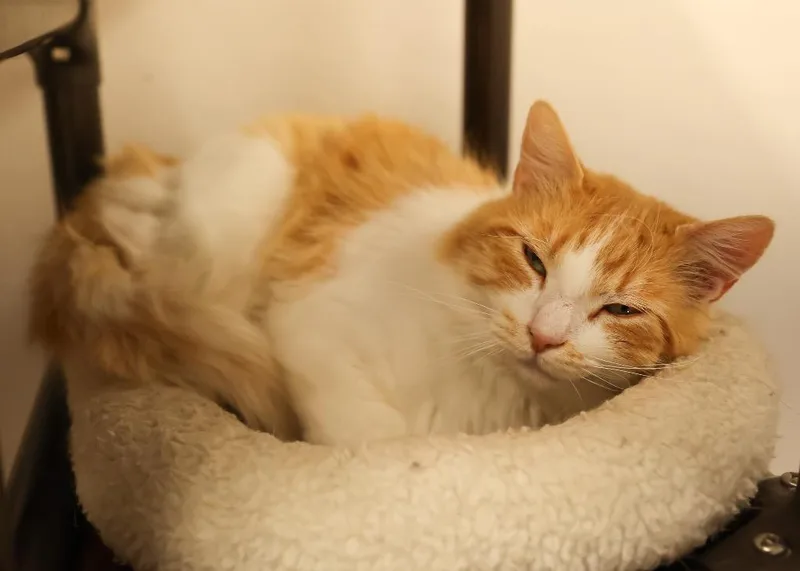 An adult medium-sized male Orange & White Domestic Medium Hair cat named Chacha for adoption in Mira Loma, CA