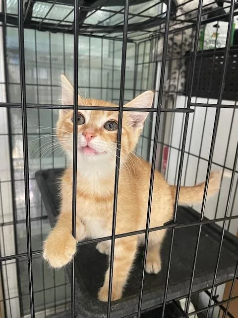 A baby small-sized male Domestic Short Hair cat named Cooper for adoption in Fort Worth, TX