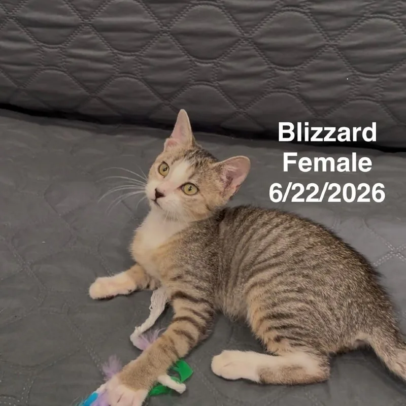 A baby small-sized female Domestic Short Hair cat named Blizzard for adoption in League City, TX