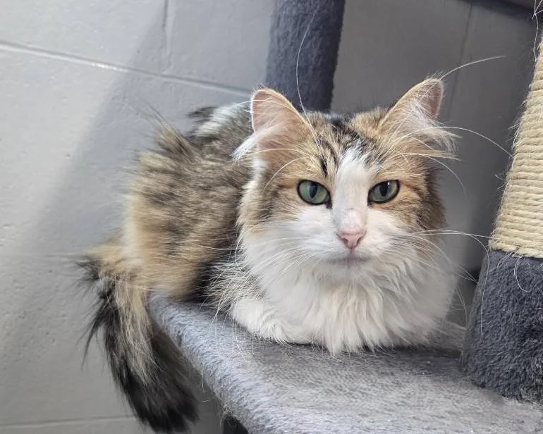 An adult small-sized female Tabby (Brown / Chocolate) Domestic Long Hair cat named Fluffy for adoption in Yorkville, IL