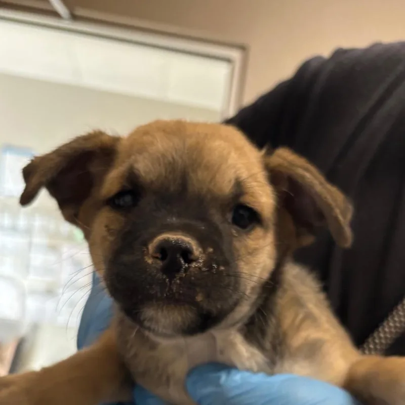 A baby small-sized female Yellow / Tan / Blond / Fawn Mixed Breed dog named Kylah for adoption in Yuma, AZ