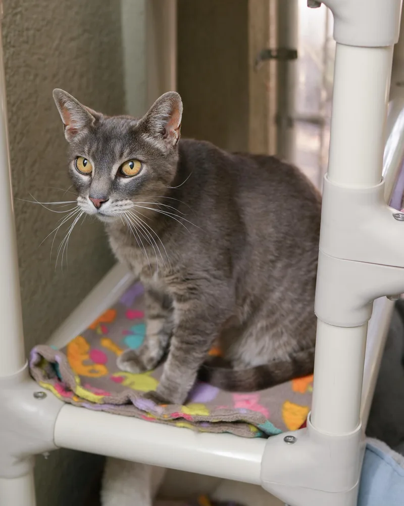 An adult medium-sized female Tabby (Gray / Blue / Silver) Domestic Short Hair cat named Gracie for adoption in Boise, ID