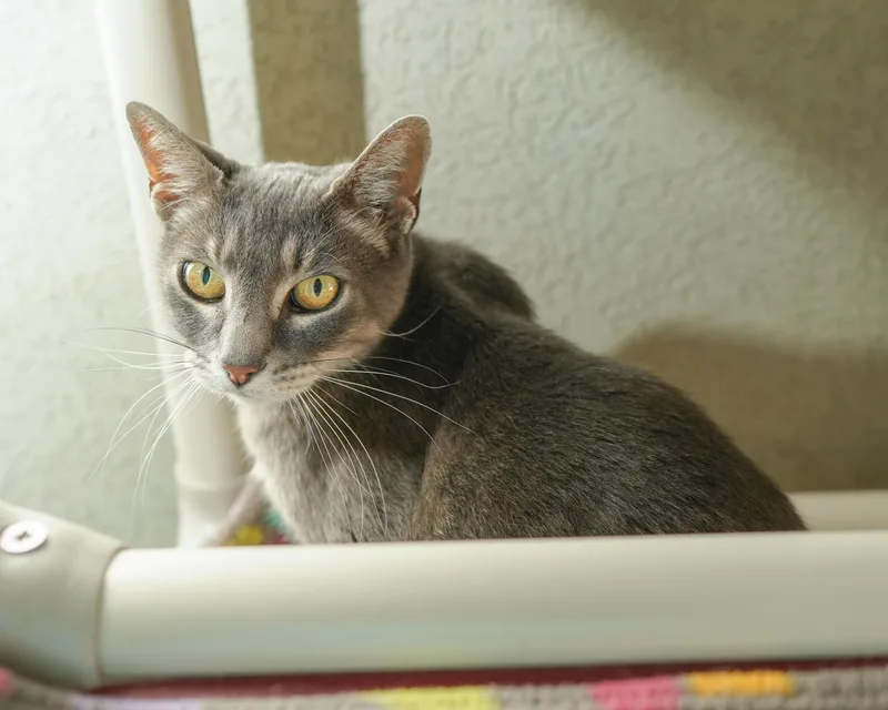 Gracie thumbnail 2