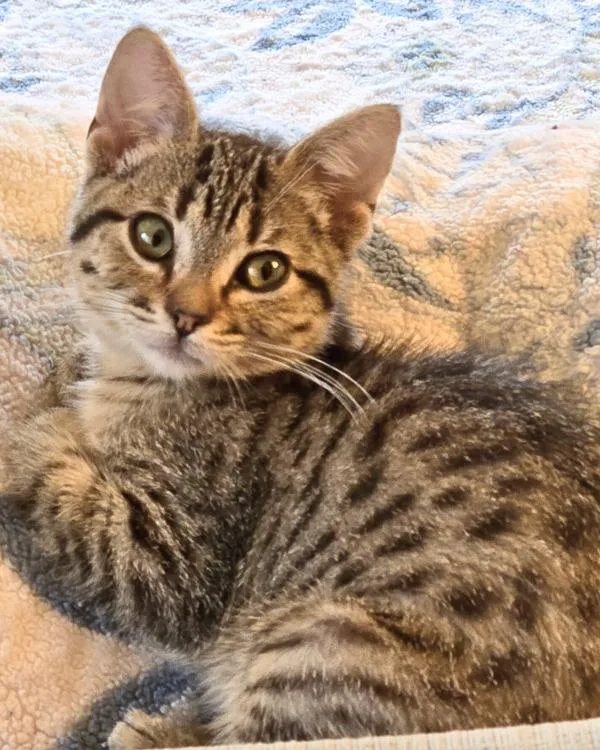 A baby small-sized female Domestic Short Hair cat named Ella for adoption in Novato, CA