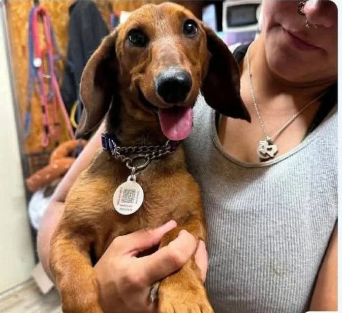 A young small-sized male Dachshund dog named Ballpark Frank in TX for adoption in Cranston, RI