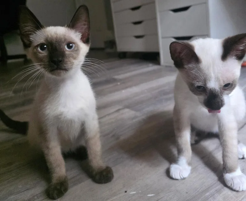 A baby medium-sized male Domestic Short Hair cat named Sushi the Chocolate Point for adoption in Oviedo, FL