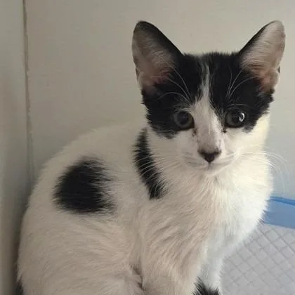 A baby small-sized female White Domestic Short Hair cat named Kesha for adoption in Voorhees, NJ