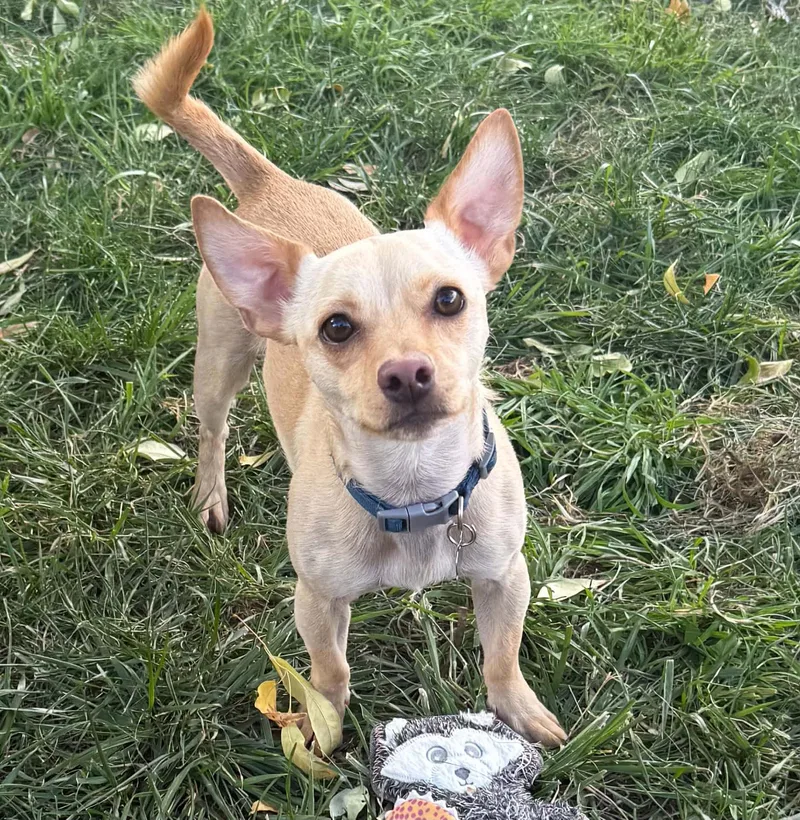 An adult small-sized male Golden Chihuahua dog named Authentic Lil Mr Apollochi for adoption in Albuquerque, NM