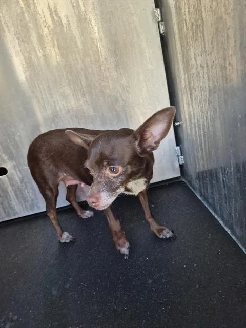An adult small-sized female Chihuahua dog named Chica for adoption in San Antonio, TX