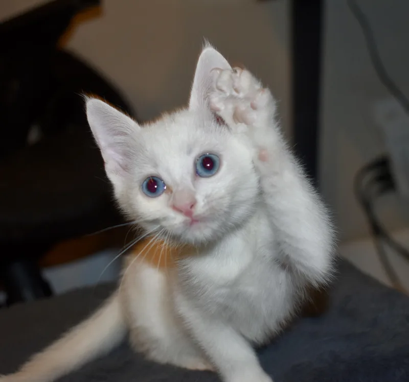 A young medium-sized female Turkish Angora cat named Prima for adoption in Davis, CA