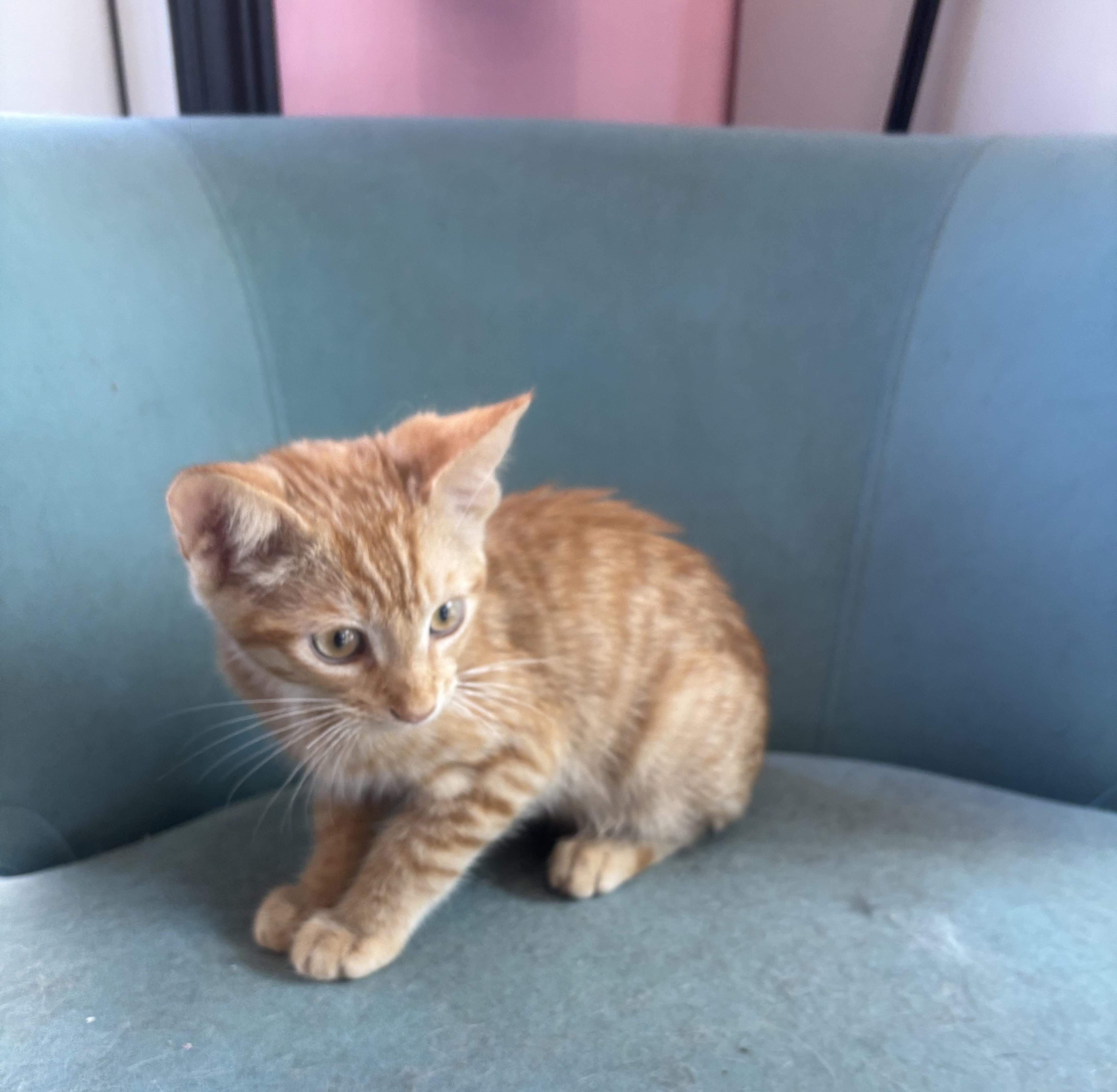A young small-sized male Tabby (Orange / Red) Domestic Short Hair cat named Cheeto for adoption in Whittier, CA