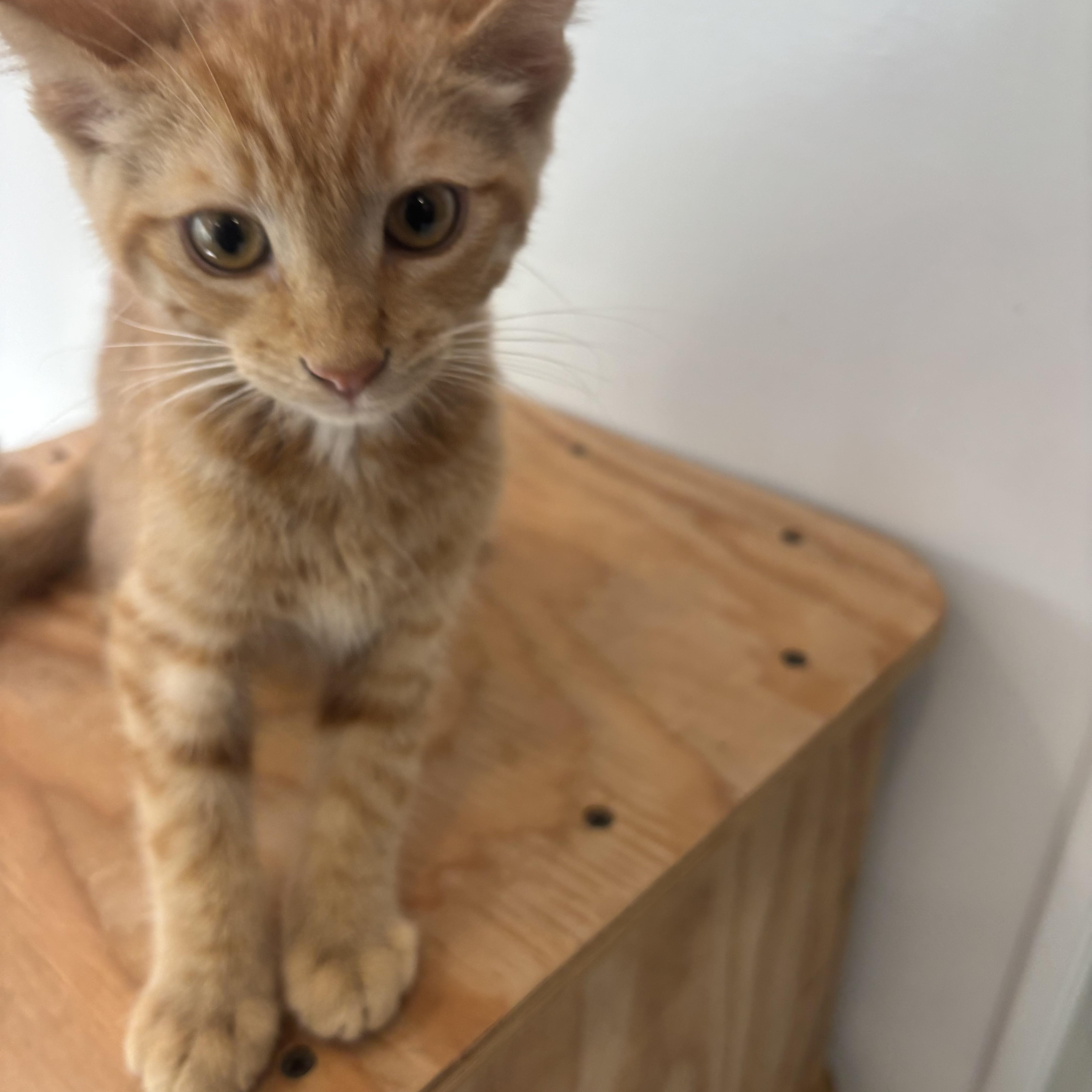 Cheeto thumbnail 5