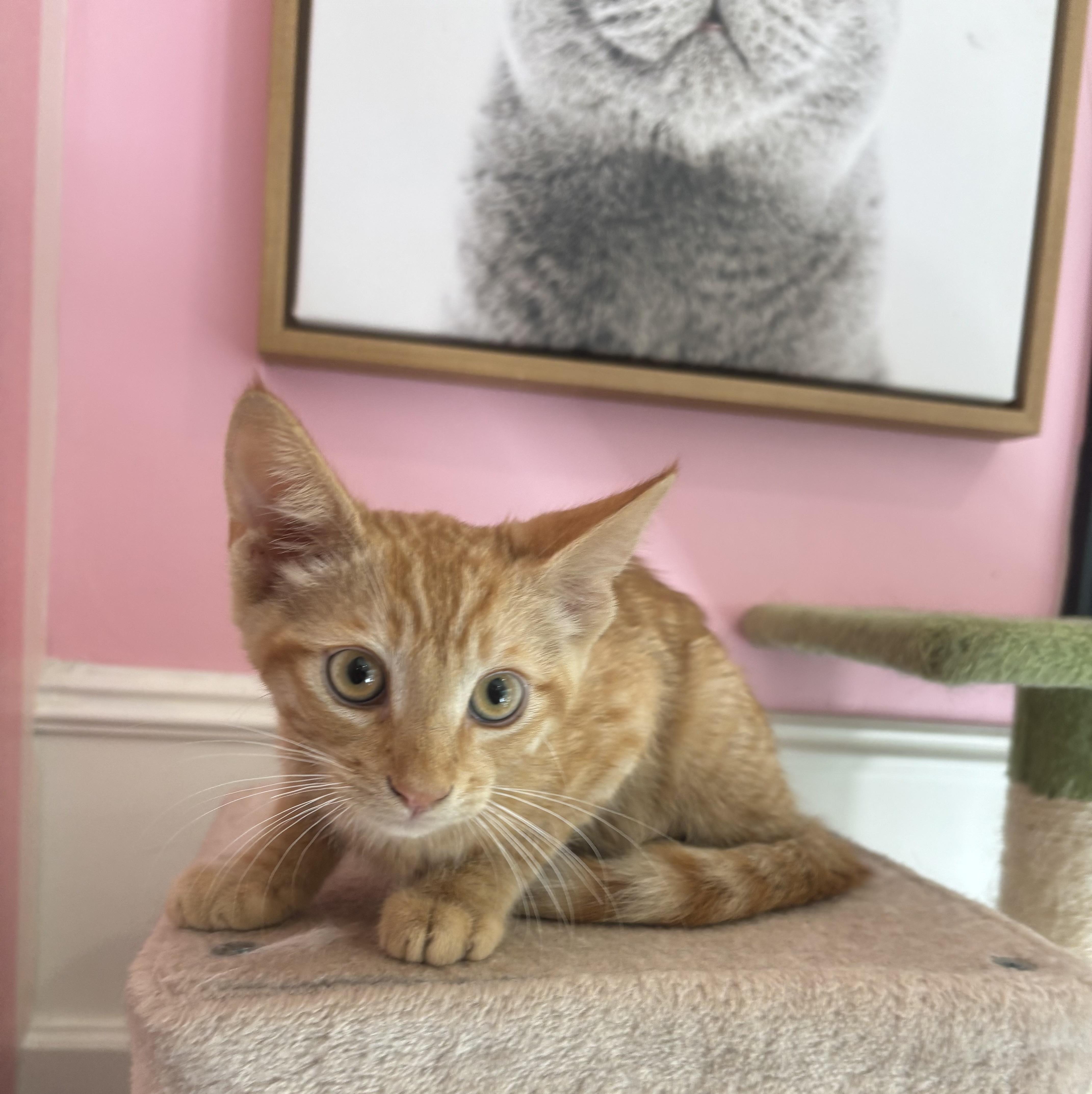 Cheeto thumbnail 6
