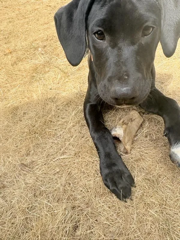 Rosie