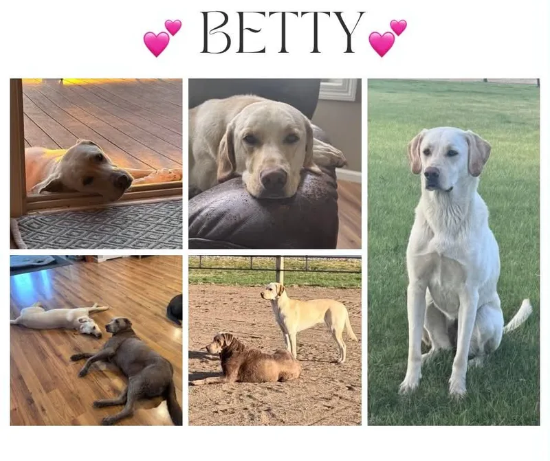 An adult large-sized female Labrador Retriever dog named Betty for adoption in Tracy, MN