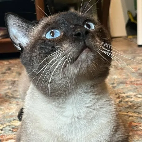 An adult small-sized male Seal Point Domestic Short Hair cat named Darby for adoption in Reisterstown, MD