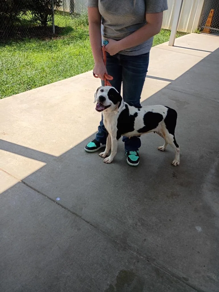 A young medium-sized female Mixed Breed dog named Toots for adoption in Albany, GA