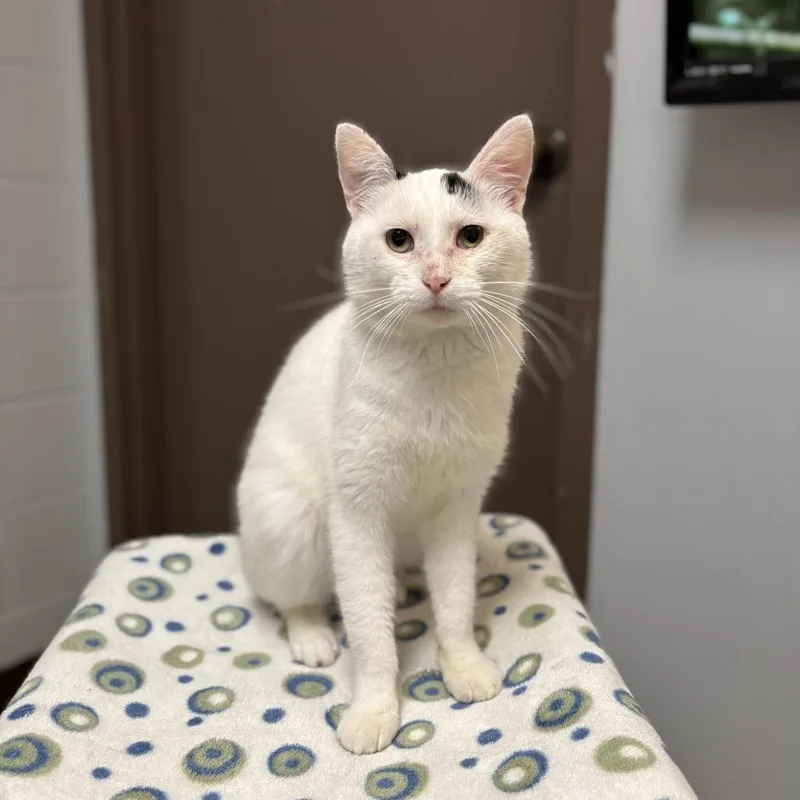 An adult medium-sized male White Domestic Short Hair cat named Greg for adoption in Fargo, ND