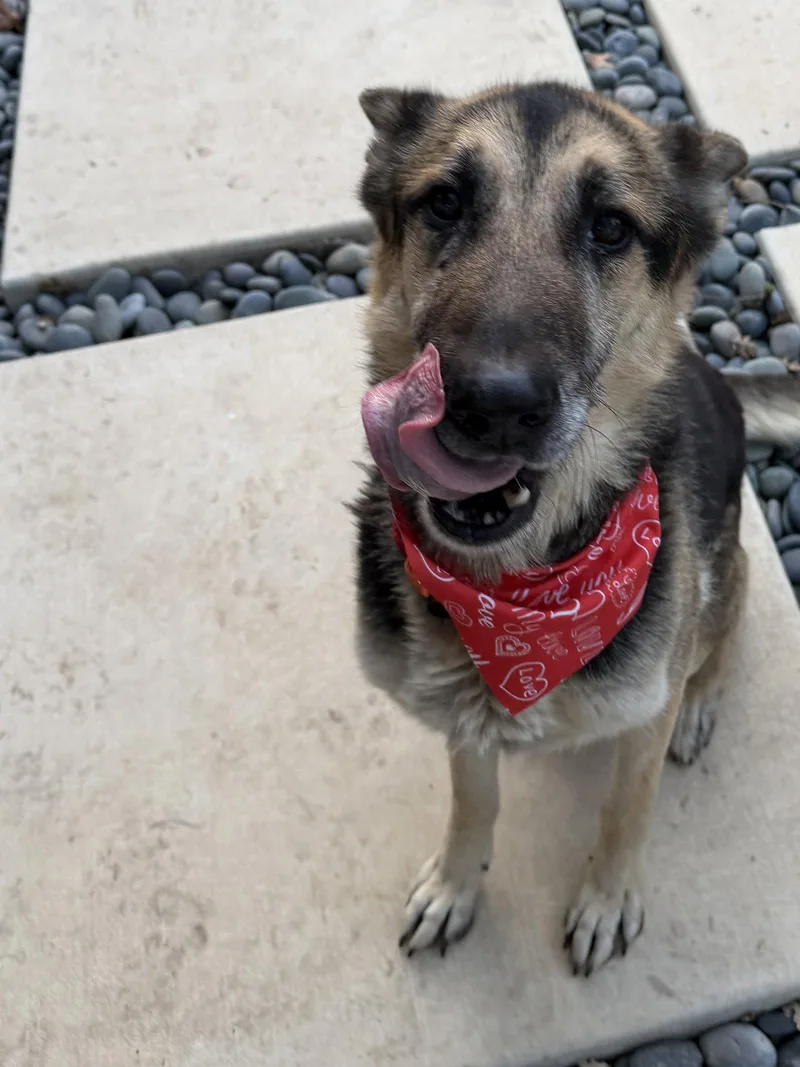 A senior large-sized male German Shepherd Dog dog named Paul for adoption in Roseville, CA