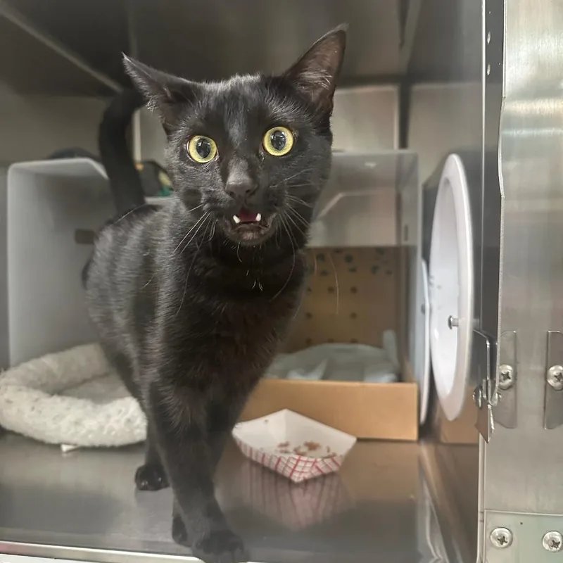 A young medium-sized female Black Domestic Short Hair cat named Chilaquiles for adoption in Santa Barbara, CA