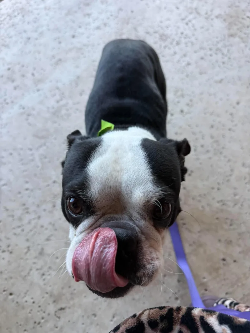 An adult medium-sized male Boston Terrier dog named Rico Suave for adoption in Van Vleck, TX