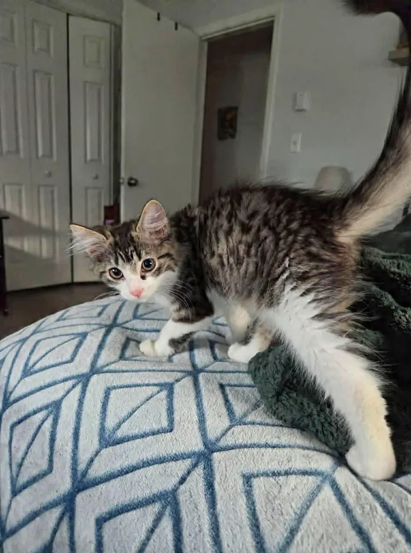 A baby medium-sized male Tabby (Brown / Chocolate) Tabby cat named Klaus for adoption in Greensburg, PA