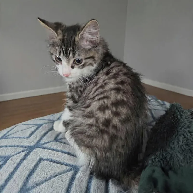 Klaus thumbnail 2