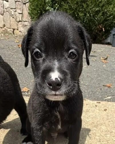 A baby medium-sized male Tricolor (Brown, Black, & White) Labrador Retriever dog named Baby Bullseye for adoption in Washington, DC
