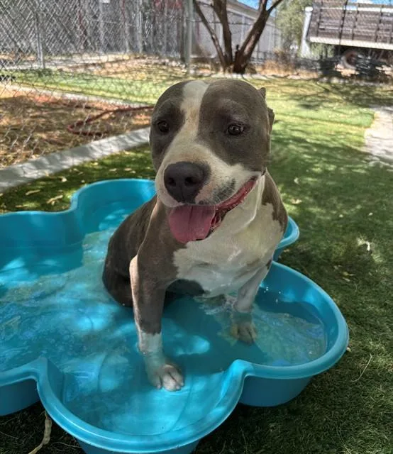 A young large-sized male Pit Bull Terrier dog named Efectivo for adoption in Lancaster, CA